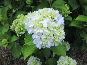 IMG_3270 - コピー