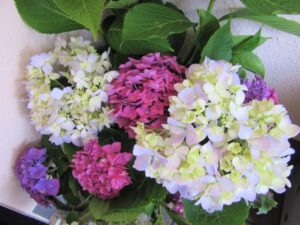 ★IMG_3259 - コピー