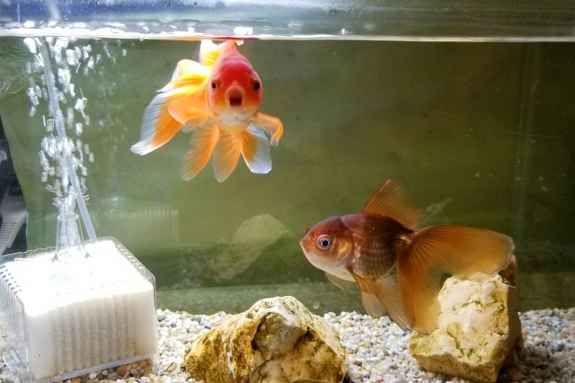 b091495a430dc511c3d35b13e1c5c24e_s